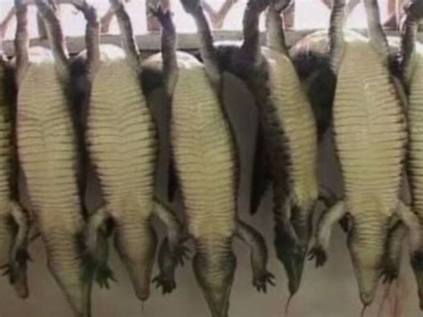 hermes crocodile torture